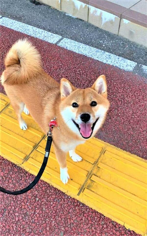 ハイタッチして おはよう 笑顔であいさつする柴犬さんが可愛すぎて話題沸騰中 21年9月29日 エキサイトニュース
