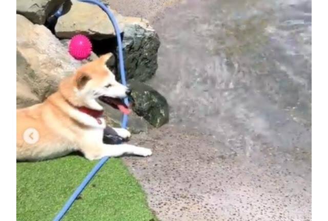 ドッグランの水辺でくつろぐ柴犬さん。平和な光景が素敵すぎて癒されます♪