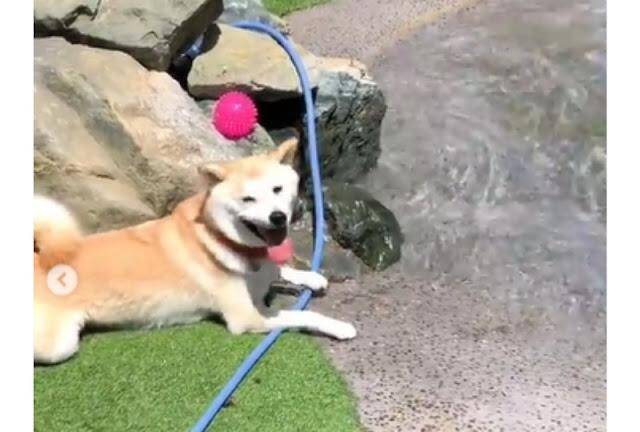 ドッグランの水辺でくつろぐ柴犬さん。平和な光景が素敵すぎて癒されます♪