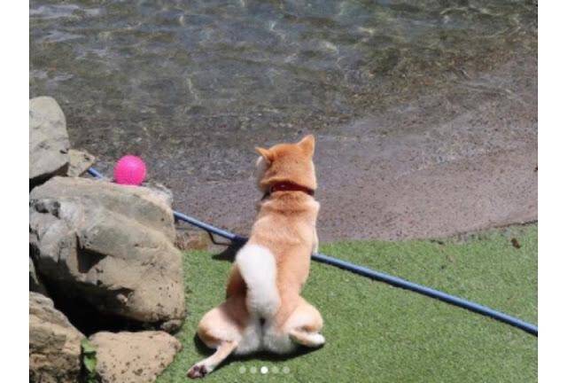 ドッグランの水辺でくつろぐ柴犬さん。平和な光景が素敵すぎて癒されます♪