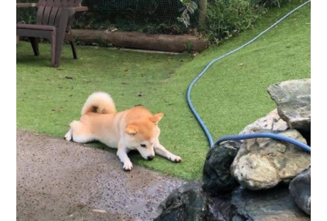 ドッグランの水辺でくつろぐ柴犬さん。平和な光景が素敵すぎて癒されます♪