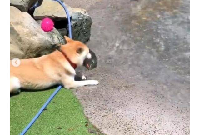 ドッグランの水辺でくつろぐ柴犬さん。平和な光景が素敵すぎて癒されます♪