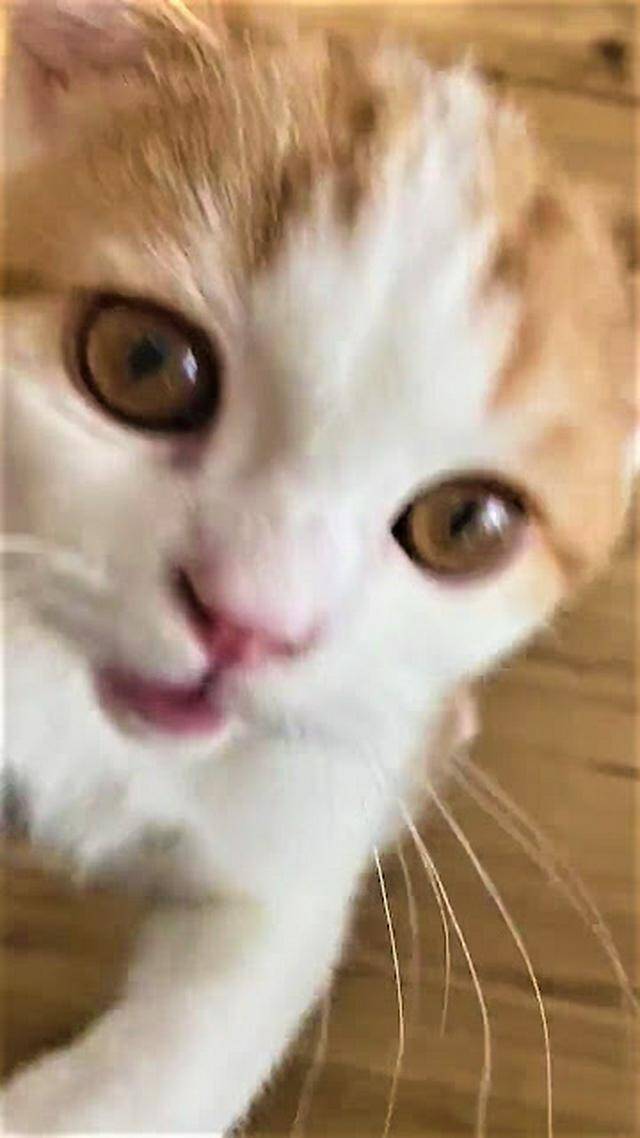立っちして一生懸命おねだり！食いしん坊子猫くんに1.9万人がキュン♡