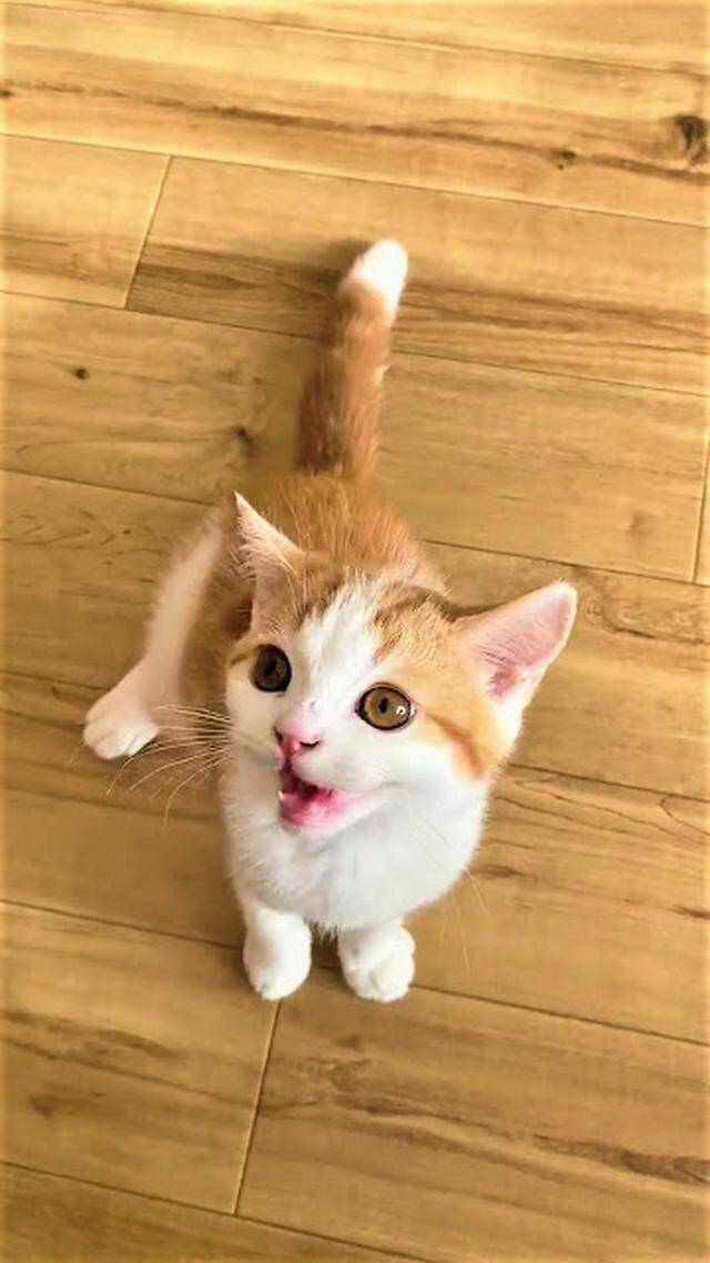 立っちして一生懸命おねだり！食いしん坊子猫くんに1.9万人がキュン♡