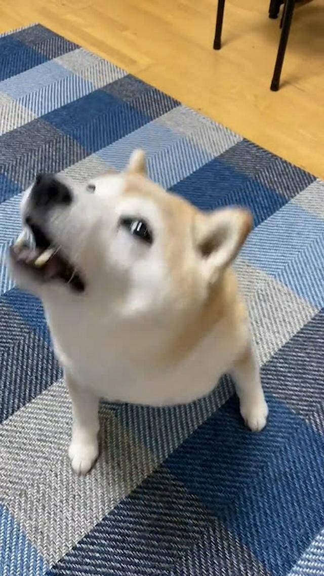 一生懸命首をフリフリ!飼い主に『おはようの舞』を披露する柴犬さんが話題沸騰中