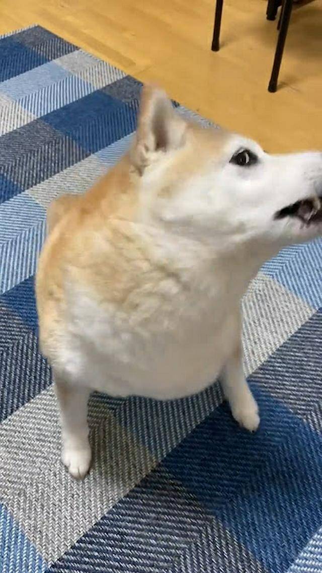 一生懸命首をフリフリ!飼い主に『おはようの舞』を披露する柴犬さんが話題沸騰中