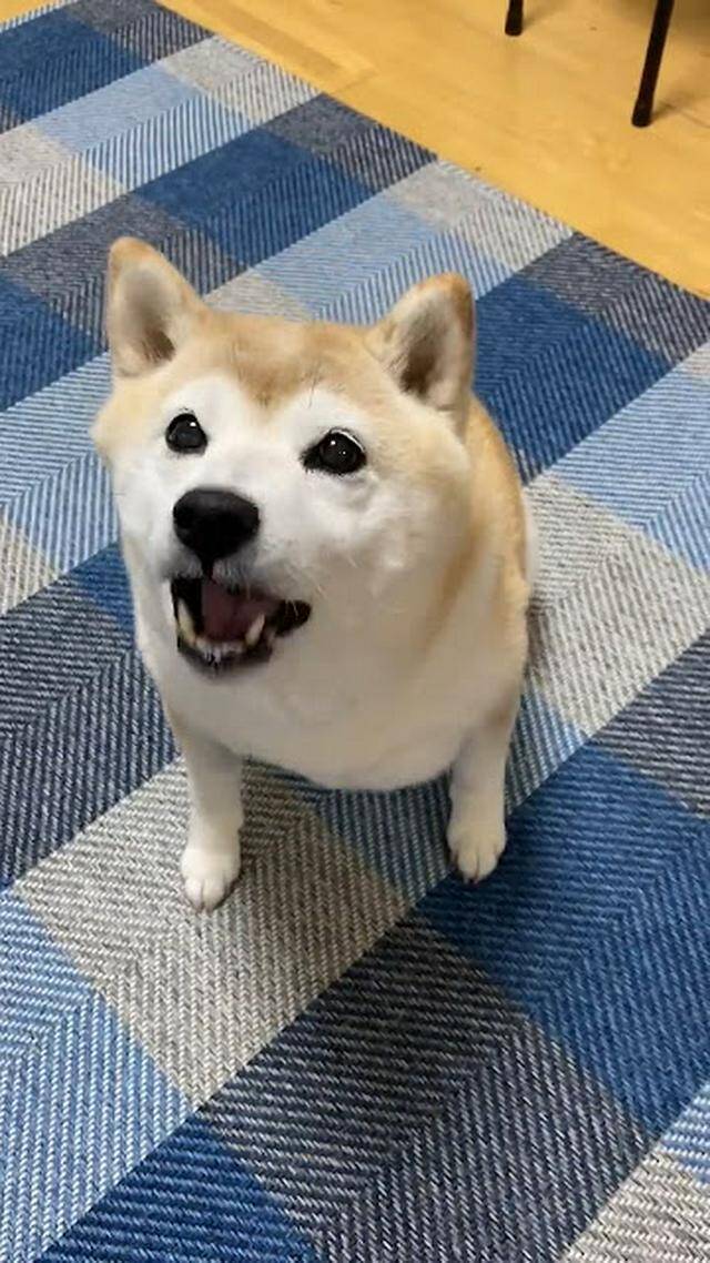 一生懸命首をフリフリ!飼い主に『おはようの舞』を披露する柴犬さんが話題沸騰中