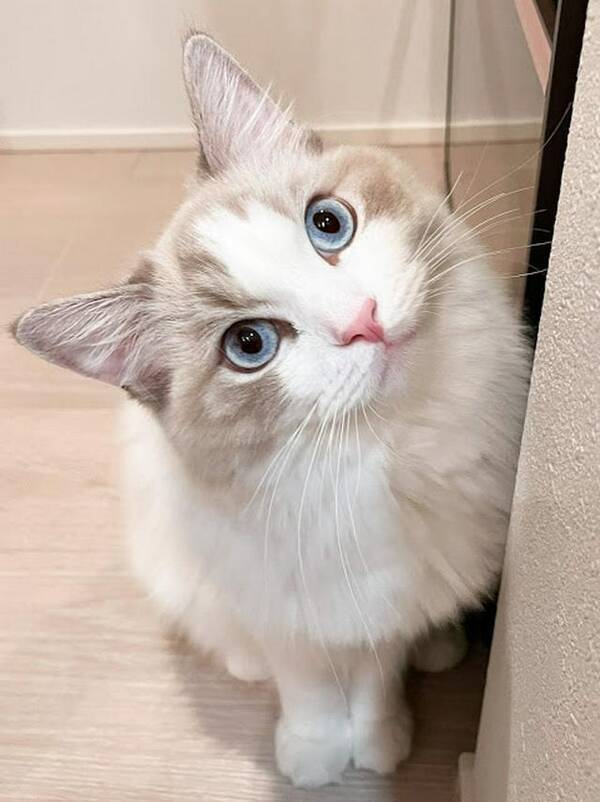 甘えた声で ちょーだい おねだりの仕方が あざと可愛い イケメン猫さん 21年10月4日 エキサイトニュース