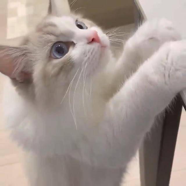甘えた声で ちょーだい おねだりの仕方が あざと可愛い イケメン猫さん 21年10月4日 エキサイトニュース