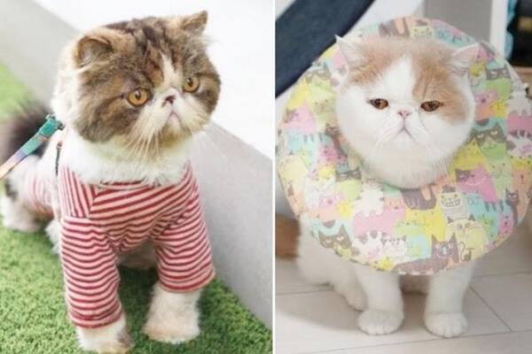 ず っと離さない お兄ちゃんが好きすぎるニャンコの愛情表現に胸キュンが止まらない 21年10月2日 エキサイトニュース