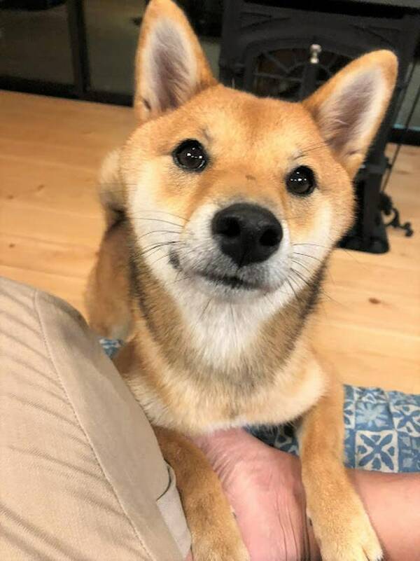 日向ぼっこしてたら焼けちゃった いい焦げ目の付いた美味しそうな柴犬さんが話題 21年10月9日 エキサイトニュース