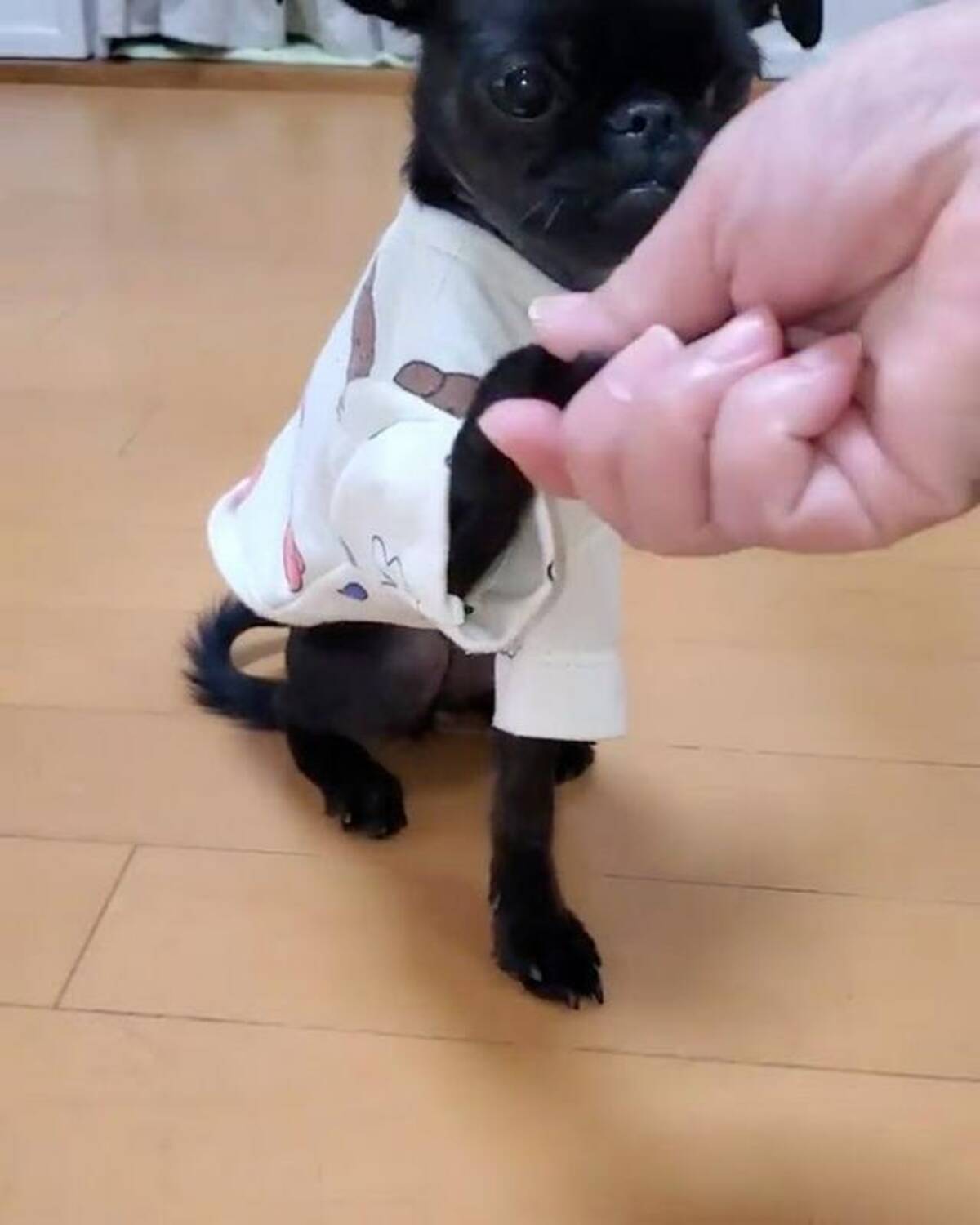 賢い カワイイ お手 と おかわり を 超高速 でやってのけるパグちゃん 21年10月21日 エキサイトニュース