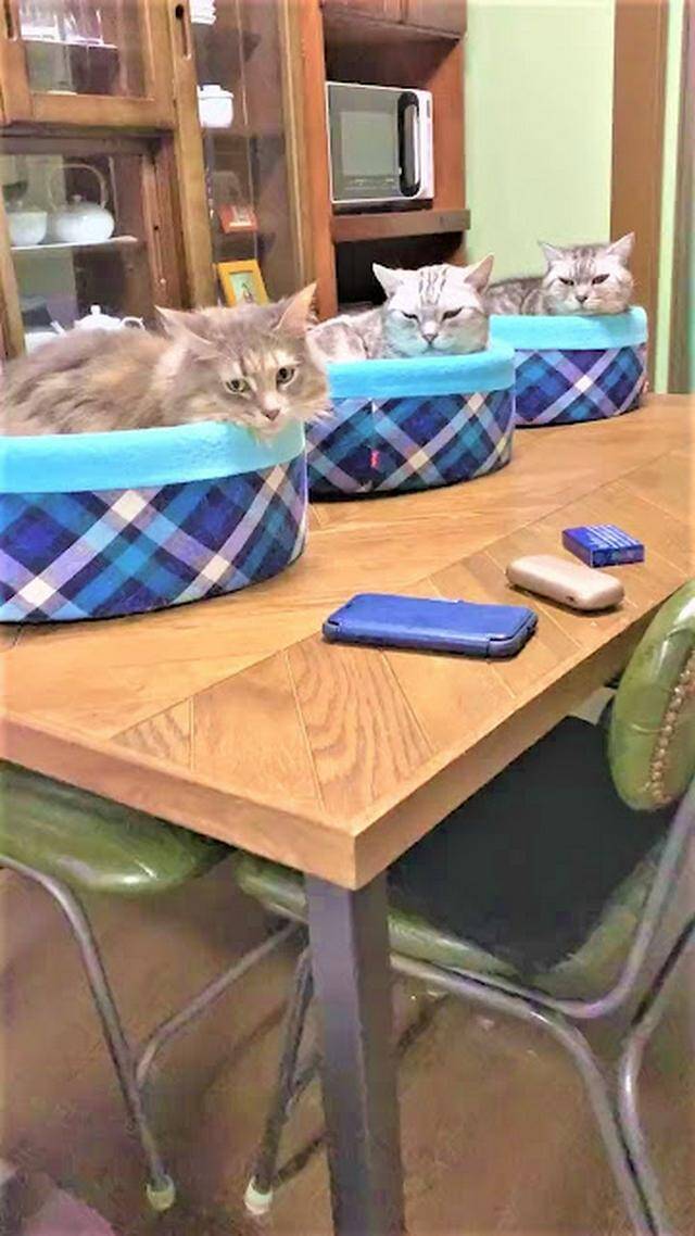 お布団から出たくないにゃ 並んでベッドinする猫ちゃんたちにほっこり 2021年11月3日 エキサイトニュース
