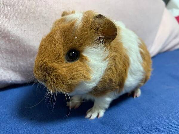 ずーーーーっと聞いていたい かわいい声で鳴く赤ちゃんモルモットが97万回再生 21年11月15日 エキサイトニュース ずーーーーっと聞いていたい かわいい声で鳴く赤ちゃんモルモットが97万回再生 21年11月15日 エキサイトニュース