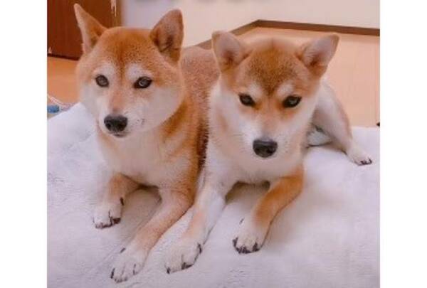 突然の出来事にビックリ仰天 思わずフリーズしてしまう柴犬さんがおもしろ可愛い 21年11月16日 エキサイトニュース 突然の出来事にビックリ仰天 思わずフリーズしてしまう柴犬さんがおもしろ可愛い 21年11月16日 エキサイトニュース