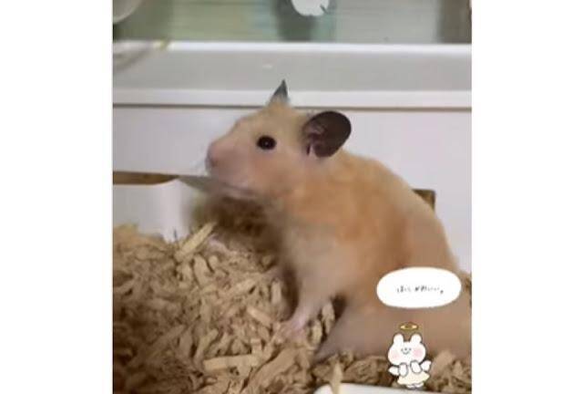 何故その向き 巣箱から出ようとするハムスターさんの動きが個性的すぎる 21年11月日 エキサイトニュース 何故その向き 巣箱から出ようとするハムスターさんの動きが個性的すぎる 21年11月日 エキサイトニュース