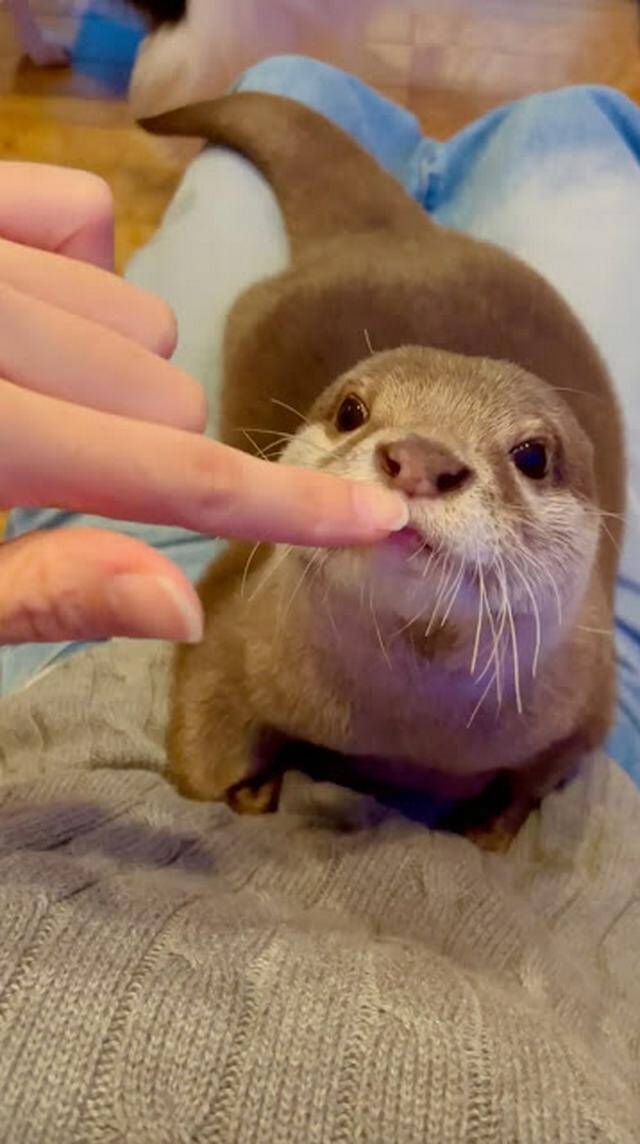 ママさんにベタベタ♡お膝でくつろぐ甘えんぼなカワウソさんが可愛すぎ！