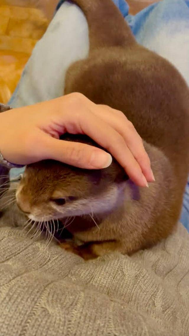 ママさんにベタベタ♡お膝でくつろぐ甘えんぼなカワウソさんが可愛すぎ！