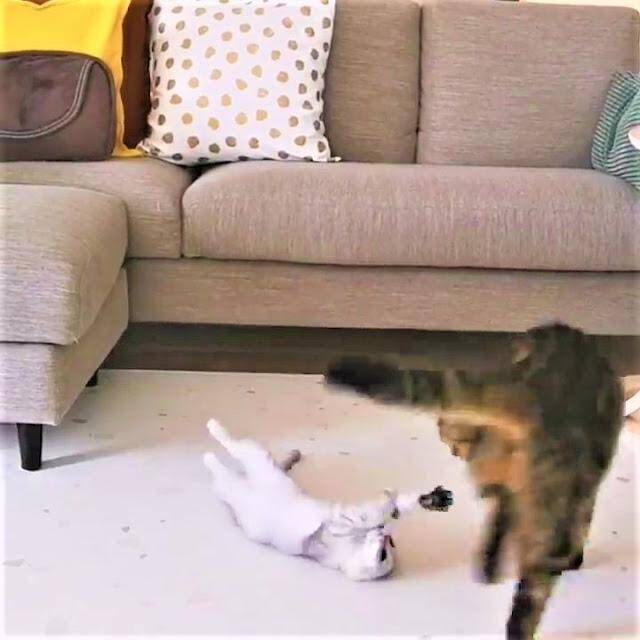 兄猫をびっくりさせたい！！妹猫が一生懸命考えた作戦がおもしろ可愛い♪