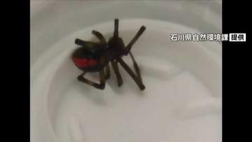 石川・白山市の事業所でセアカゴケグモ 職員が殺虫剤で駆除 けが人なし