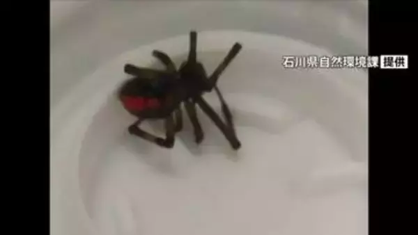 石川・白山市の事業所でセアカゴケグモ 職員が殺虫剤で駆除 けが人なし