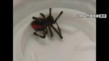 石川・白山市の事業所でセアカゴケグモ 職員が殺虫剤で駆除 けが人なし