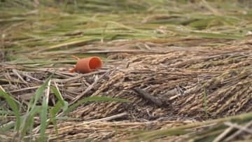 地震・豪雨被害の奥能登“営農再開は地震前の7割” 深刻化する担い手不足に石川県がマッチング支援へ