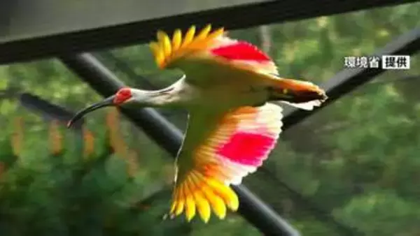 本州初の「トキ放鳥」まで1か月 新潟・佐渡で訓練順調 職員の“田植え作業”にも動じず