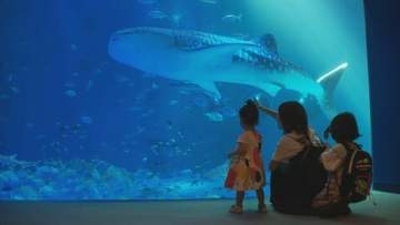 のとじま水族館に「あの人気者」が帰ってきた! 体長4.5メートルの巨大な「ジンベエザメ」8か月ぶり展示再開