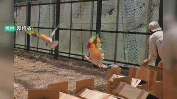 2回目放鳥へ トキ12羽の順化訓練スタート 9月頃に石川・中能登町でソフトリリース方式で