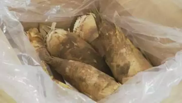 今年は表年！加賀野菜“たけのこ”の初競り 5キロ6700円は例年並み