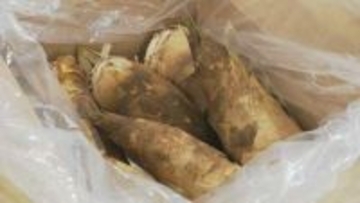 今年は表年！加賀野菜“たけのこ”の初競り 5キロ6700円は例年並み
