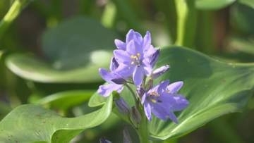 石川・小松市の木場潟で県絶滅危惧種に指定の「ミズアオイ」可憐な青紫色の花咲き誇る