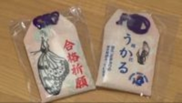 「天皇皇后両陛下ゆかりのチョウ」昆虫館で人気のお守り 受験シーズン本格化 きらびやかに輝き、羽ばたく願い