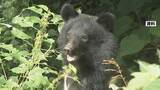 「5月末から目撃相次ぐ…石川・能美市でまたクマ出没、市が住民に注意喚起」の画像1