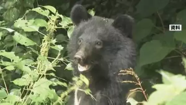 5月末から目撃相次ぐ…石川・能美市でまたクマ出没、市が住民に注意喚起