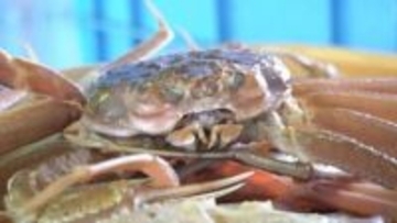 日本海の冬の味覚「ズワイガニ漁」解禁 能登半島地震で被災の輪島港でも水揚げ