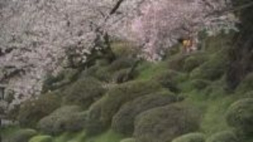 “桜流し”の雨でピンク色の絨毯広がる　あいにくの空模様も観光客が散りゆくサクラ楽しむ