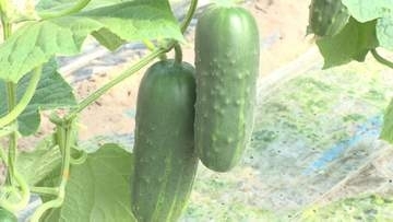 ずっしり500グラム！　石川・金沢で「加賀太きゅうり」初出荷　寒波乗り越え例年通りの出来に