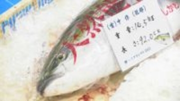 「復興の能登寒ブリ、日本一や！」歴代最高額に並ぶ400万円の“煌” 石川県のスーパーが落札 3日に5貫1000円で販売へ