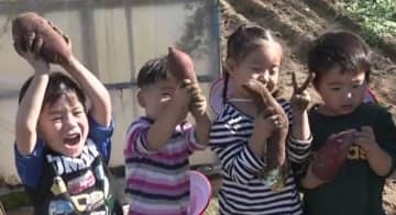 園児らが五郎島金時の収穫体験 地元の旬の野菜を身近に 金沢市