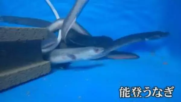 能登半島地震で被災したウナギ養殖が再開 死滅の危機から地震前の水準へ