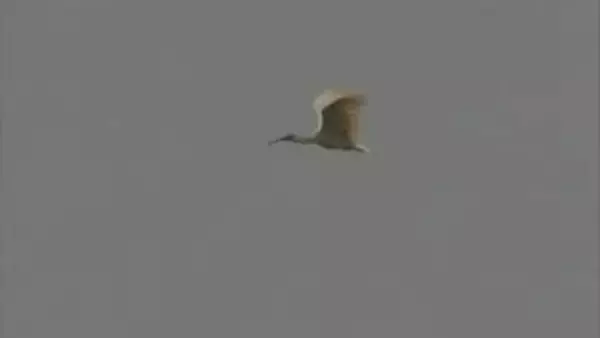 5月31日、本州初のトキ放鳥へ 「トキが再び能登の空を舞う日」
