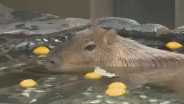 カピバラ湯オープン 名産の“国造ゆず”でゆず風呂にも 石川・能美市のいしかわ動物園