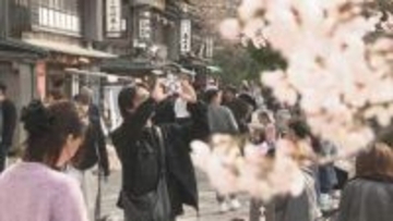 観桜期の兼六園 1日平均4万6千人入園 天候に恵まれ去年より2割増