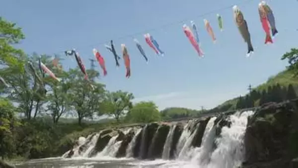 景勝地・十二ヶ滝に鯉のぼり 石川・小松市 住民有志が30年以上前から