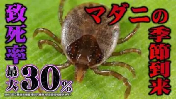 「特効薬なし」殺人ウイルスを運ぶ　住宅街に潜むマダニの恐怖と絶対にやってはいけない対処法