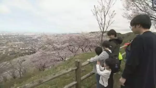 「眼下に広がる山一面のサクラ　約1300本が満開迎えた金沢市高尾城跡」の画像