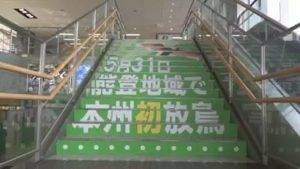 能登空港の階段がトキ一色に！5月の本州初放鳥を前にラッピング装飾で機運高まる