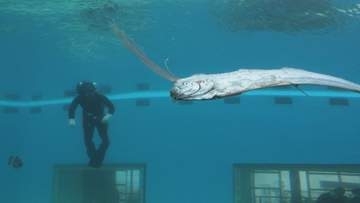 定置網漁で獲れた魚はゴールデンウィークの水族館に展示 幻の深海魚“リュウグウノツカイ”を求めて夜の能登沖へ なのになぜ⁉ 獲れたのは“マイワシ”一人勝ち状態に